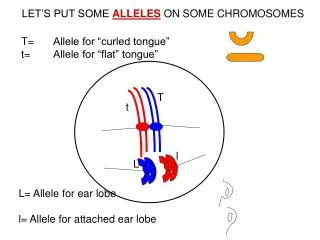 LET’S PUT SOME ALLELES ON SOME CHROMOSOMES