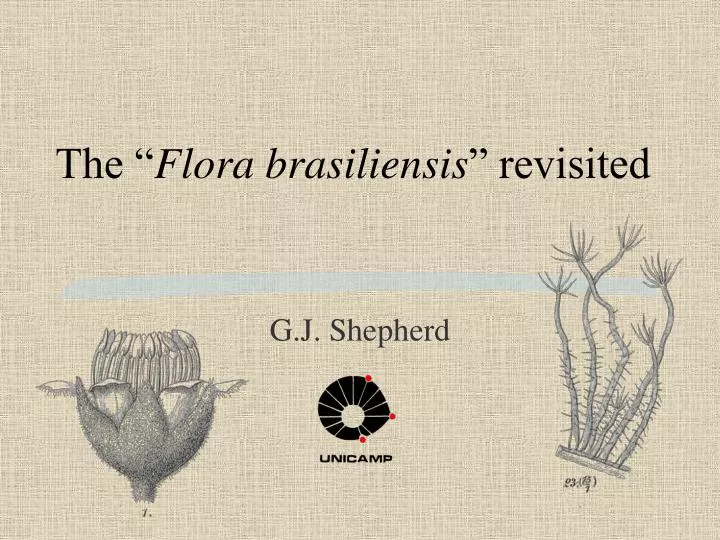 the flora brasiliensis revisited