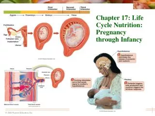 Chapter 17: Life Cycle Nutrition: Pregnancy through Infancy