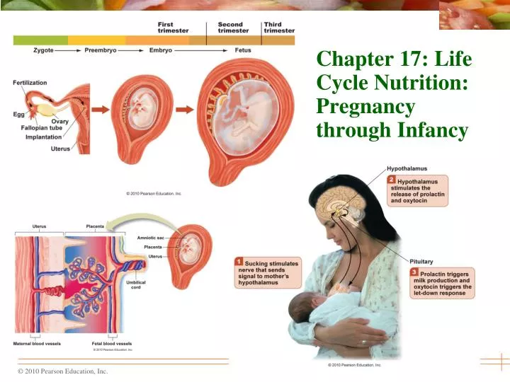 chapter 17 life cycle nutrition pregnancy through infancy