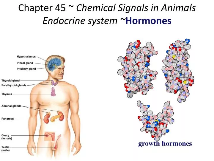 chapter 45 chemical signals in animals endocrine system hormones