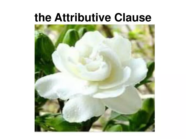 the attributive clause