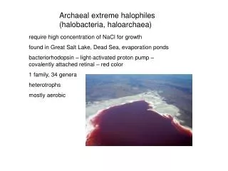 Archaeal extreme halophiles (halobacteria, haloarchaea)