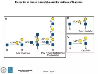 Elongation of branch N-acetylglucosamine residues of N-glycans