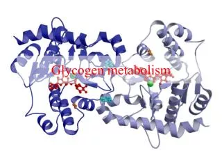 Glycogen metabolism