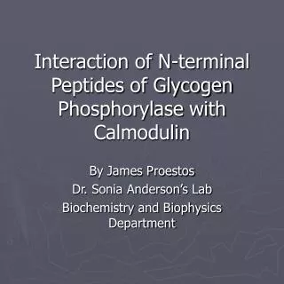 Interaction of N-terminal Peptides of Glycogen Phosphorylase with Calmodulin