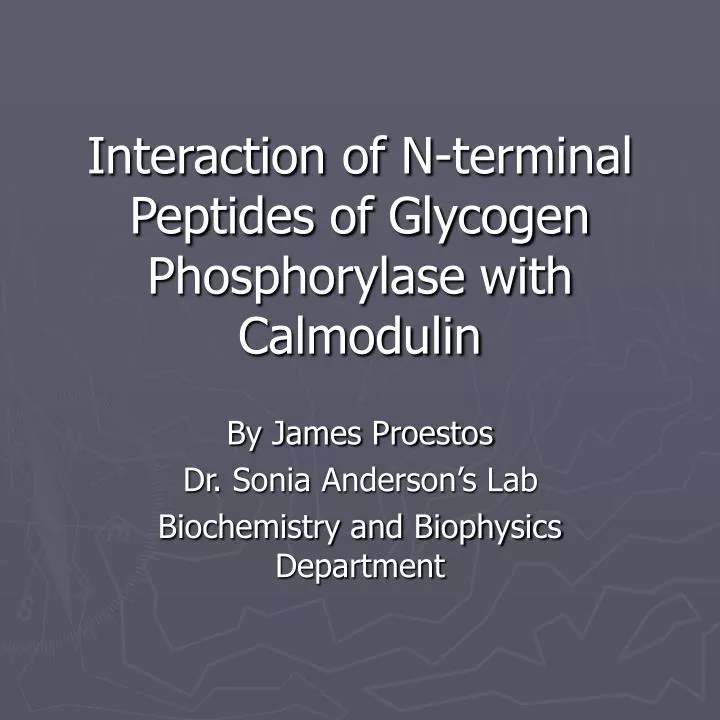 interaction of n terminal peptides of glycogen phosphorylase with calmodulin