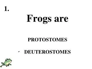 Frogs are PROTOSTOMES DEUTEROSTOMES