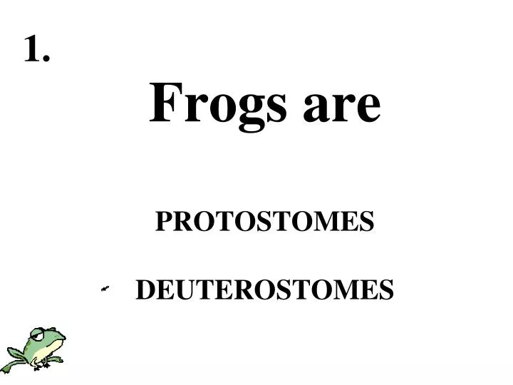 frogs are protostomes deuterostomes