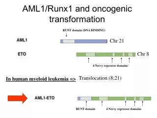AML1/Runx1 and oncogenic transformation