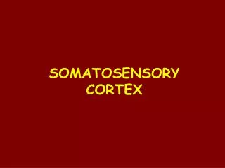 SOMATOSENSORY CORTEX