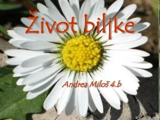 ivot biljke