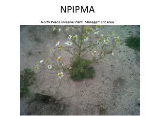NPIPMA North Peace Invasive Plant Management Area