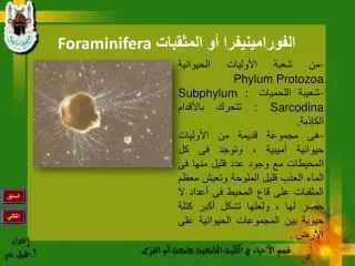 foraminifera