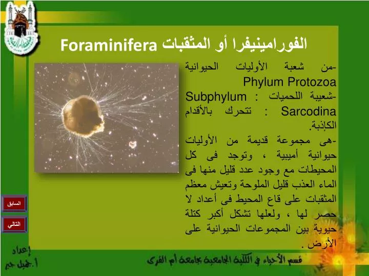 foraminifera