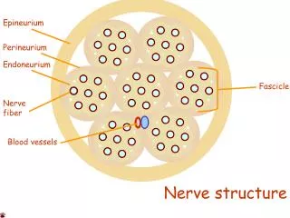 Nerve fiber