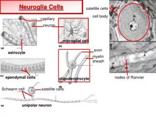 Neuroglia Cells
