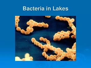 Bacteria in Lakes