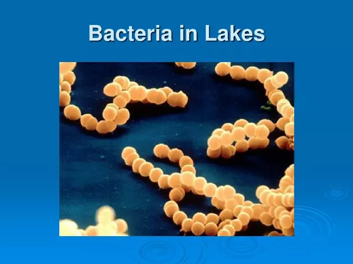 bacteria in lakes