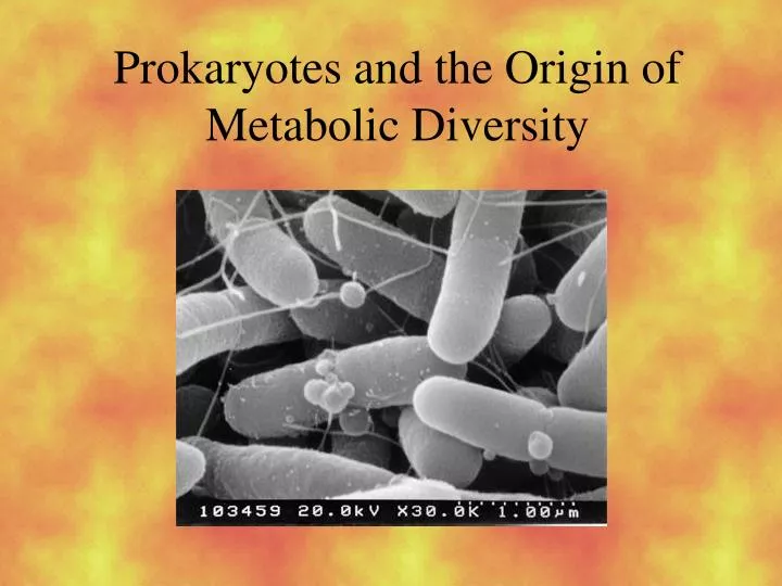 prokaryotes and the origin of metabolic diversity