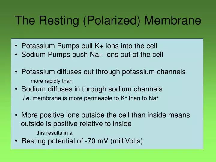 the resting polarized membrane