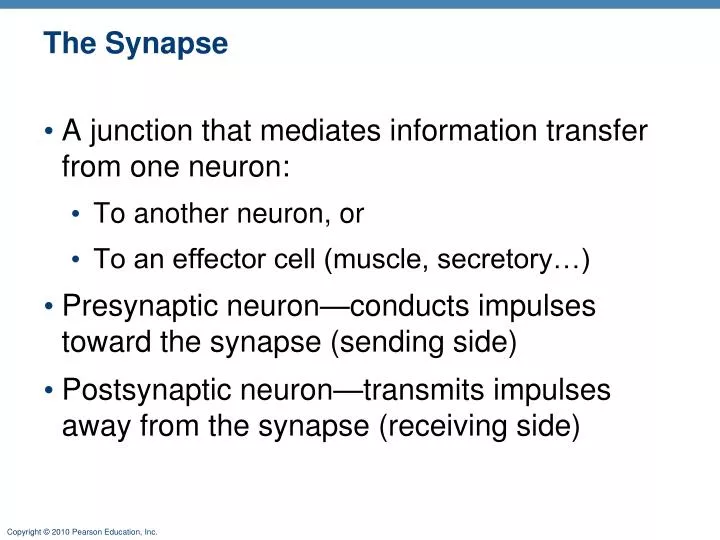 the synapse