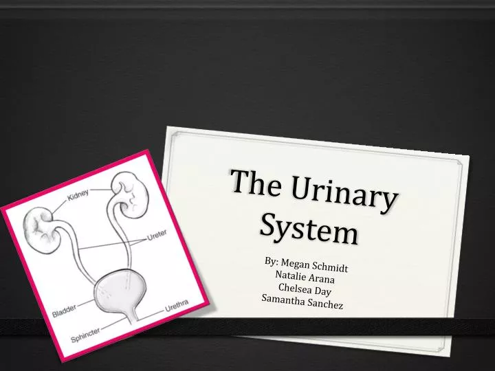 the urinary system