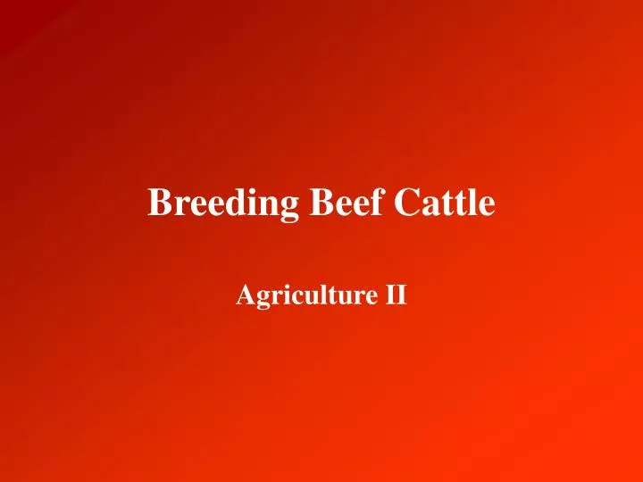 breeding beef cattle
