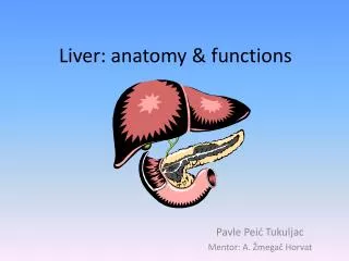 Liver: anatomy &amp; functions