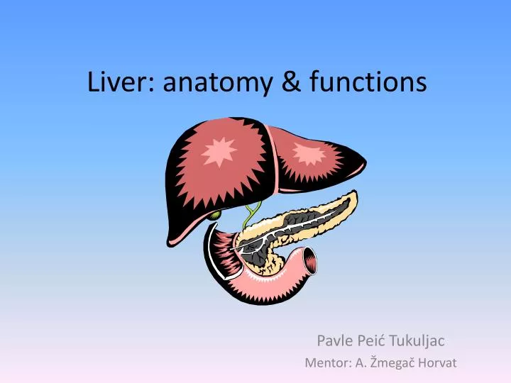 liver anatomy functions