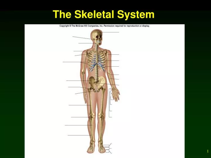 the skeletal system