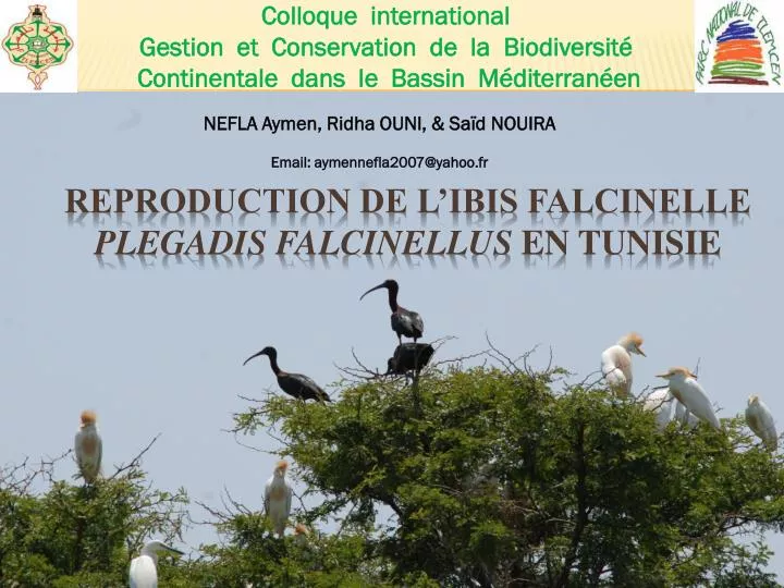 reproduction de l ibis falcinelle plegadis falcinellus en tunisie