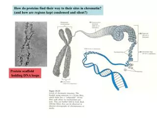 How do proteins find their way to their sites in chromatin?