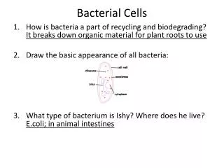 Bacterial Cells