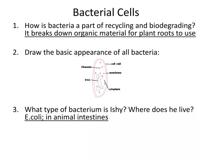 bacterial cells