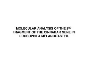 MOLECULAR ANALYSIS OF THE 2 ND FRAGMENT OF THE CINNABAR GENE IN DROSOPHILA MELANOGASTER