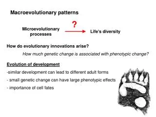 Macroevolutionary patterns