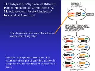 The alignment of one pair of homologs is independent of any other.