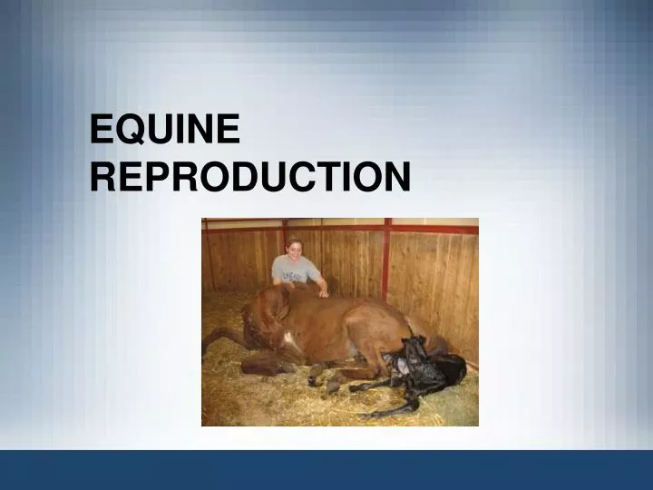 equine reproduction