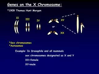 Genes on the X Chromosome: