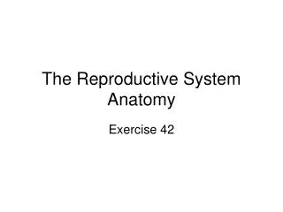 The Reproductive System Anatomy