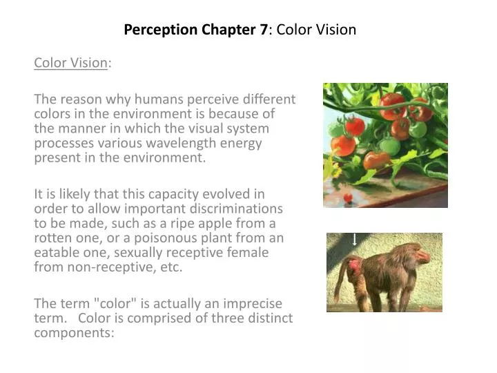 perception chapter 7 color vision