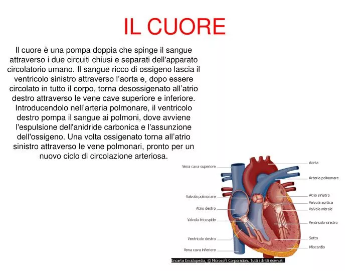 il cuore