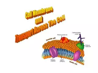 Cell Membrane and Transport Across The Cell