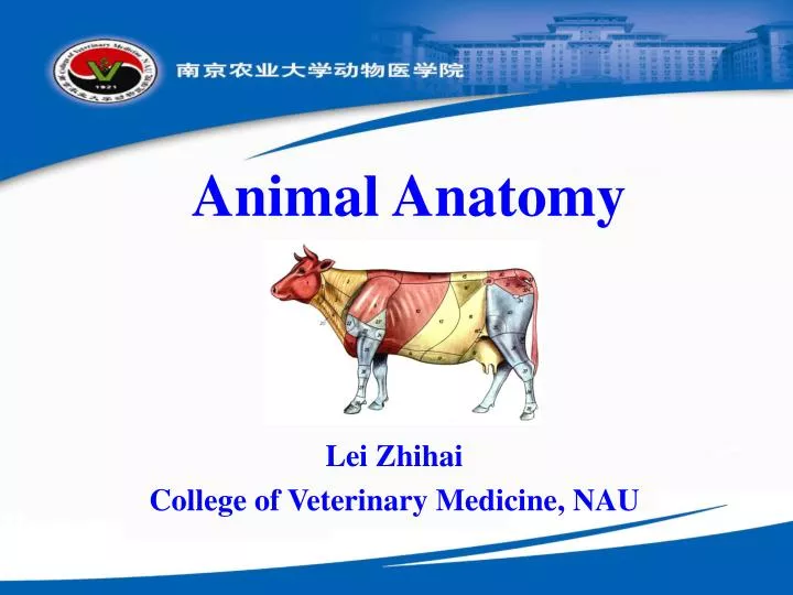 PPT - Animal Anatomy PowerPoint Presentation, Free Download - ID:2973632