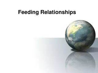 Feeding Relationships