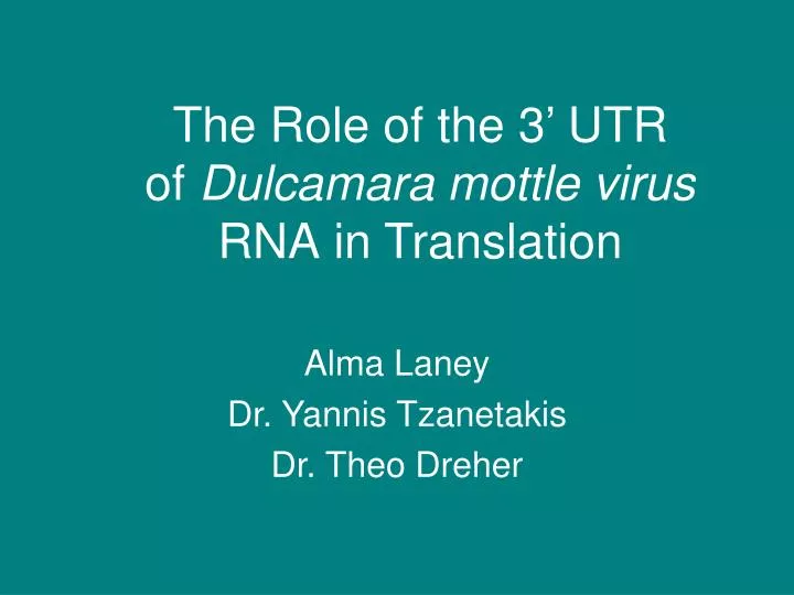 the role of the 3 utr of dulcamara mottle virus rna in translation