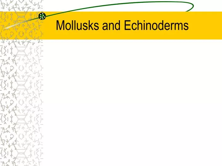 mollusks and echinoderms