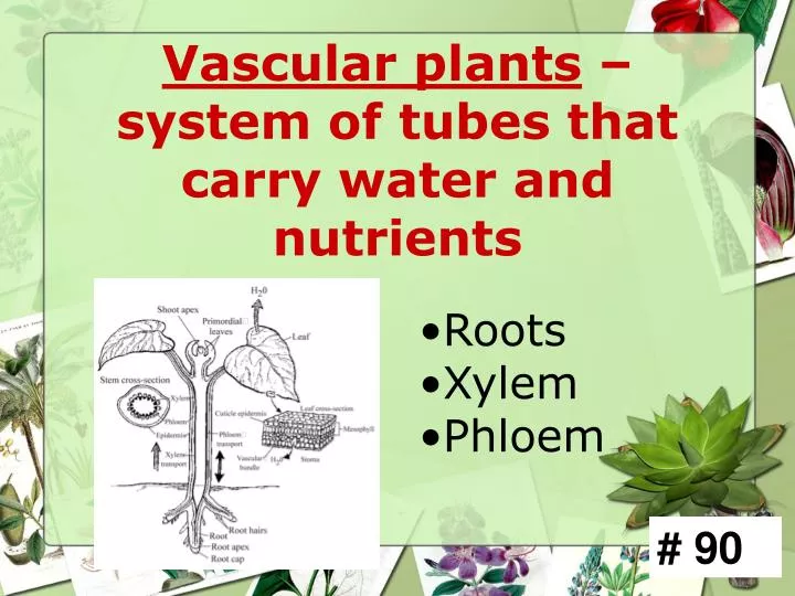 vascular plants system of tubes that carry water and nutrients
