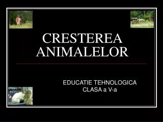 cresterea animalelor